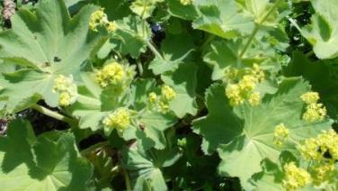 Café Mehlbeere: Frauenmorgen - Sommerkräuter